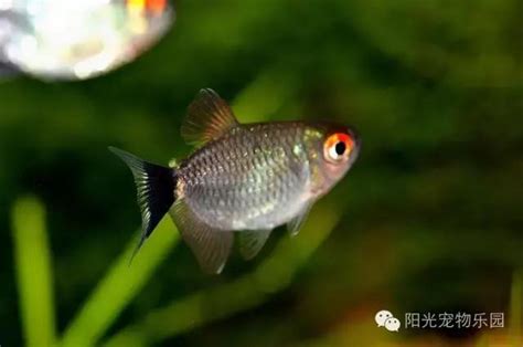 魚缸 魚|小型魚缸適合養的十種魚